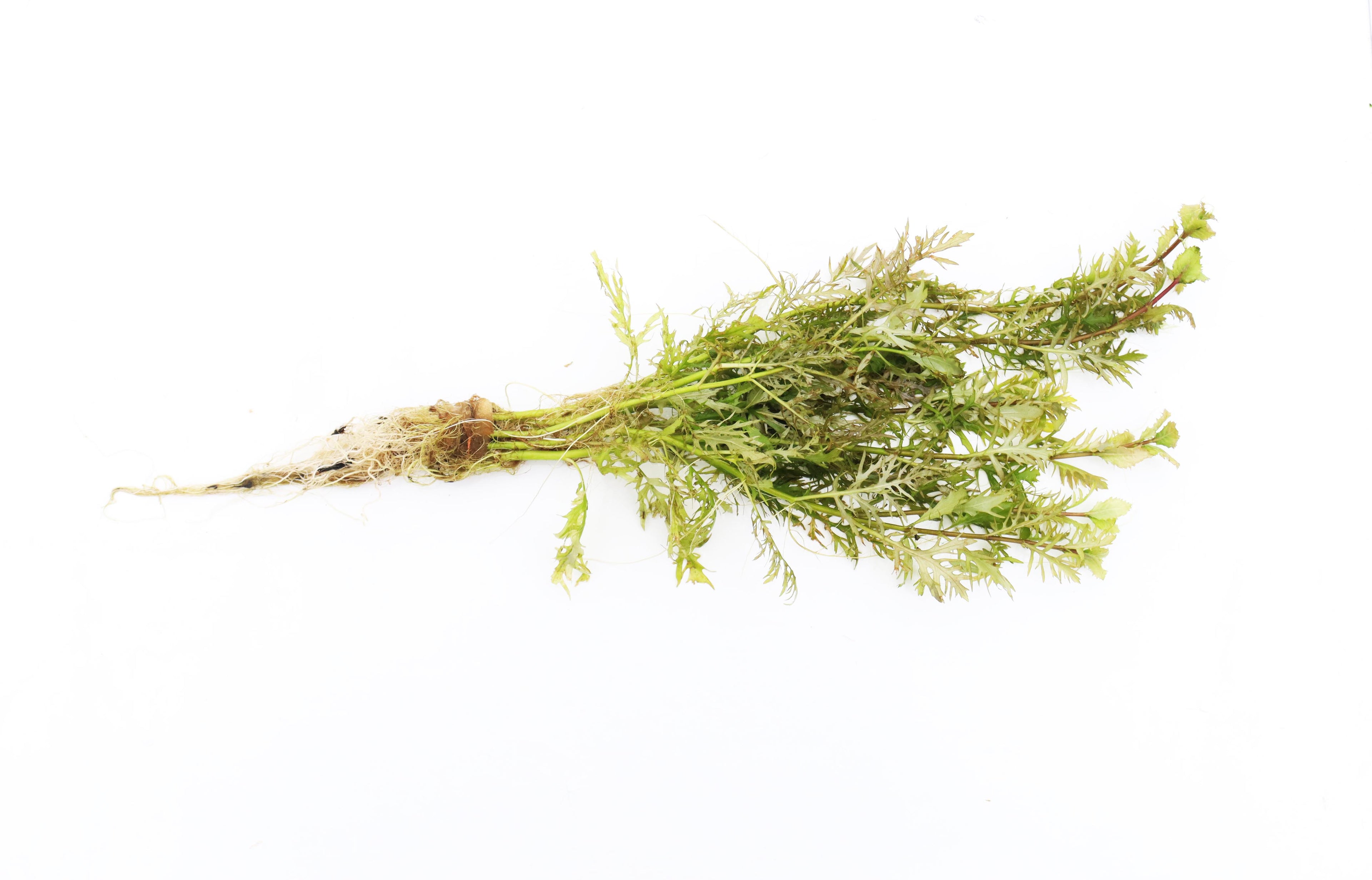 Water Wisteria The Hardiest Hygrophila_Hygrophila Difformis_Aquarium Plant_Aquarium Plants_Aquarium Plant For Sale