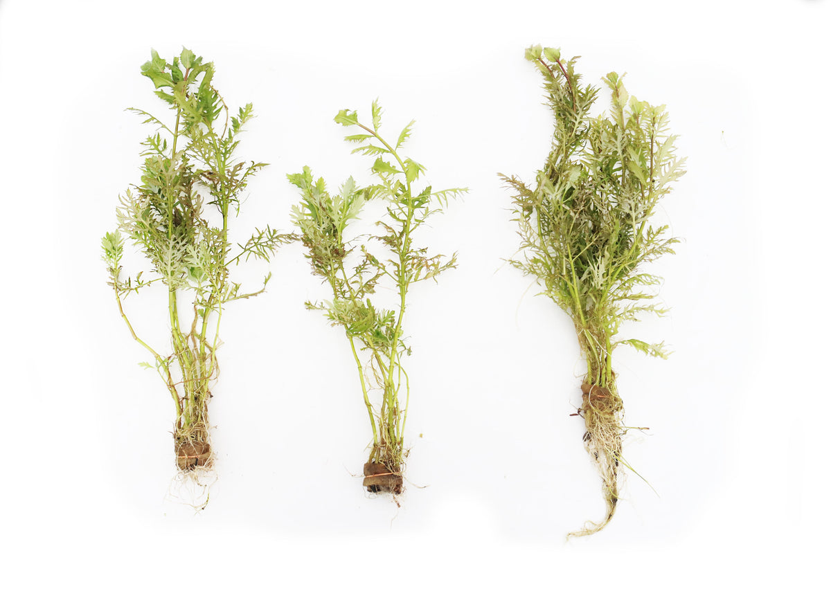 Water Wisteria The Hardiest Hygrophila_Hygrophila Difformis_Aquarium Plant_Aquarium Plants_Aquarium Plant For Sale