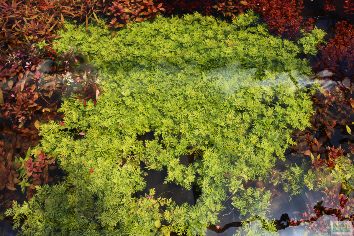 Water Wisteria The Hardiest Hygrophila_Hygrophila Difformis_Aquarium Plant_Aquarium Plants_Aquarium Plant For Sale