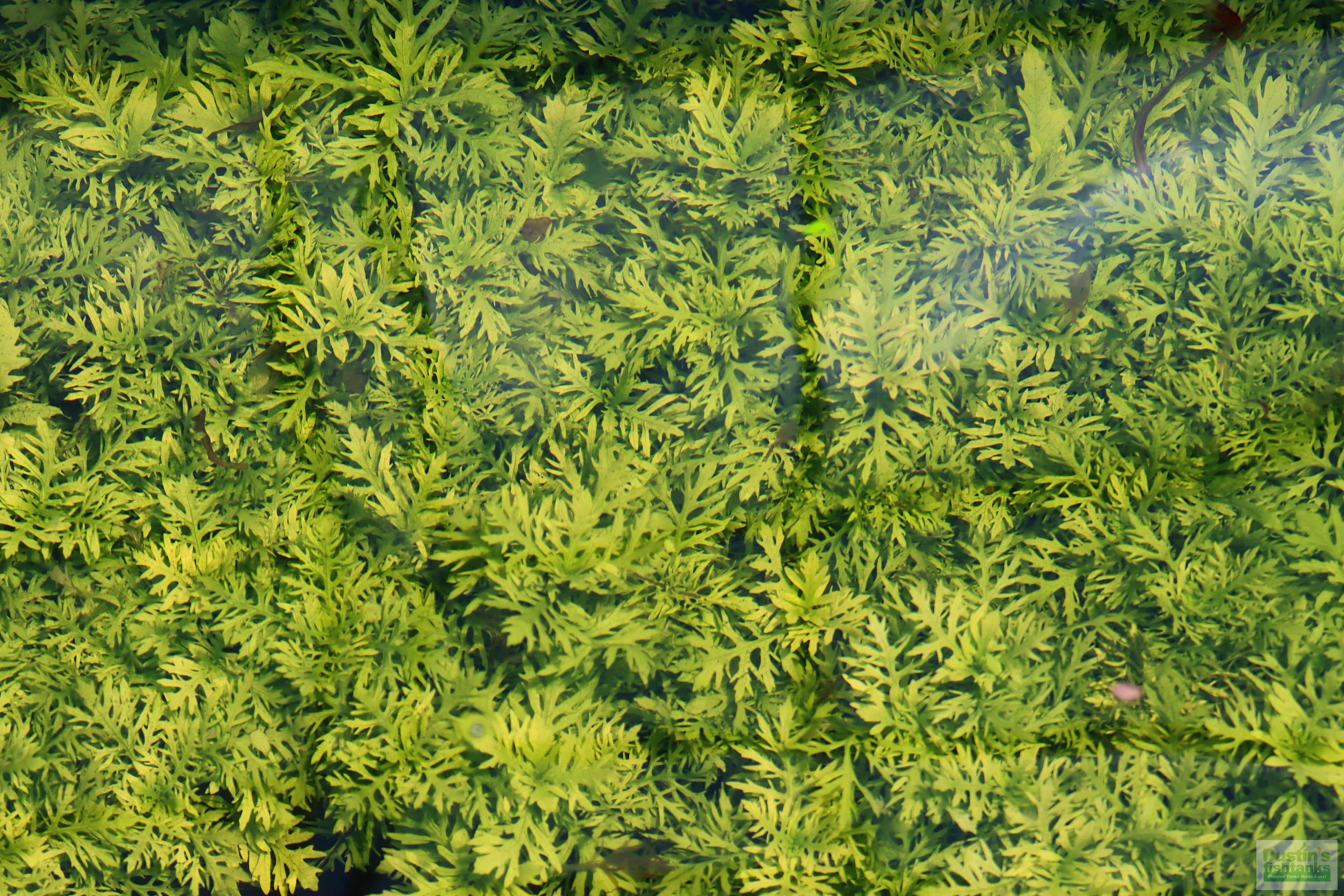 Water Wisteria The Hardiest Hygrophila_Hygrophila Difformis_Aquarium Plant_Aquarium Plants_Aquarium Plant For Sale