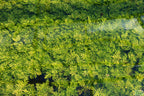 Water Wisteria The Hardiest Hygrophila_Hygrophila Difformis_Aquarium Plant_Aquarium Plants_Aquarium Plant For Sale