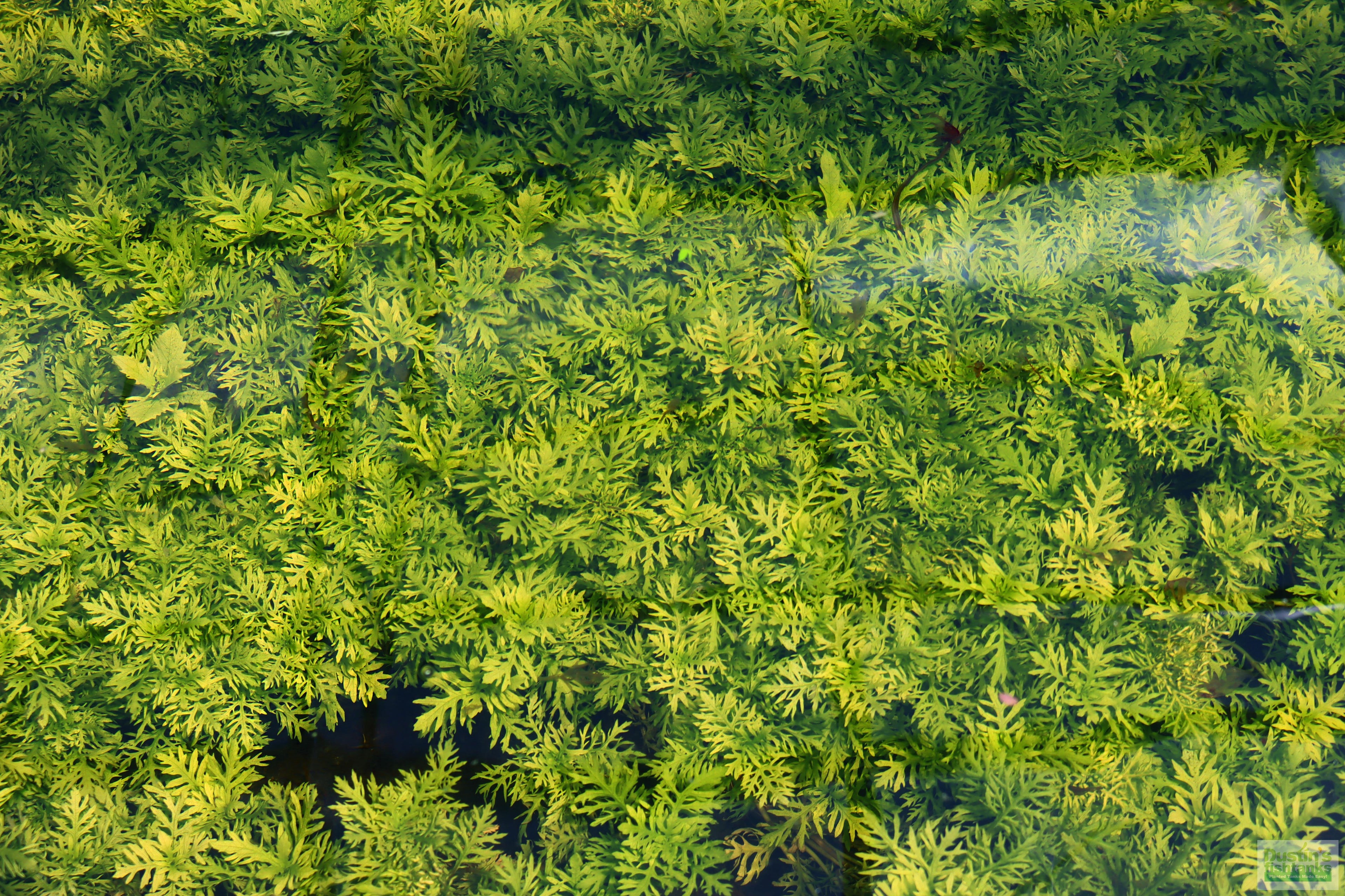 Water Wisteria The Hardiest Hygrophila_Hygrophila Difformis_Aquarium Plant_Aquarium Plants_Aquarium Plant For Sale