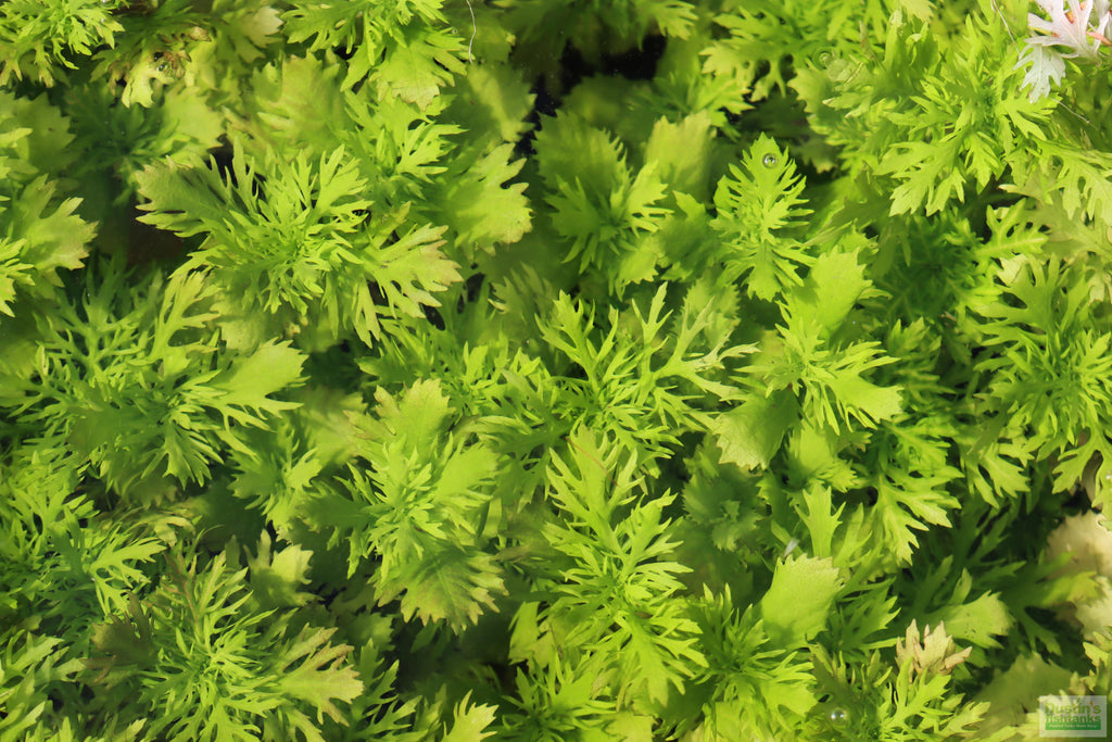 Water Wisteria The Hardiest Hygrophila_Hygrophila Difformis_Aquarium Plant_Aquarium Plants_Aquarium Plant For Sale