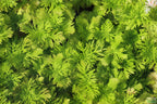 Water Wisteria The Hardiest Hygrophila_Hygrophila Difformis_Aquarium Plant_Aquarium Plants_Aquarium Plant For Sale