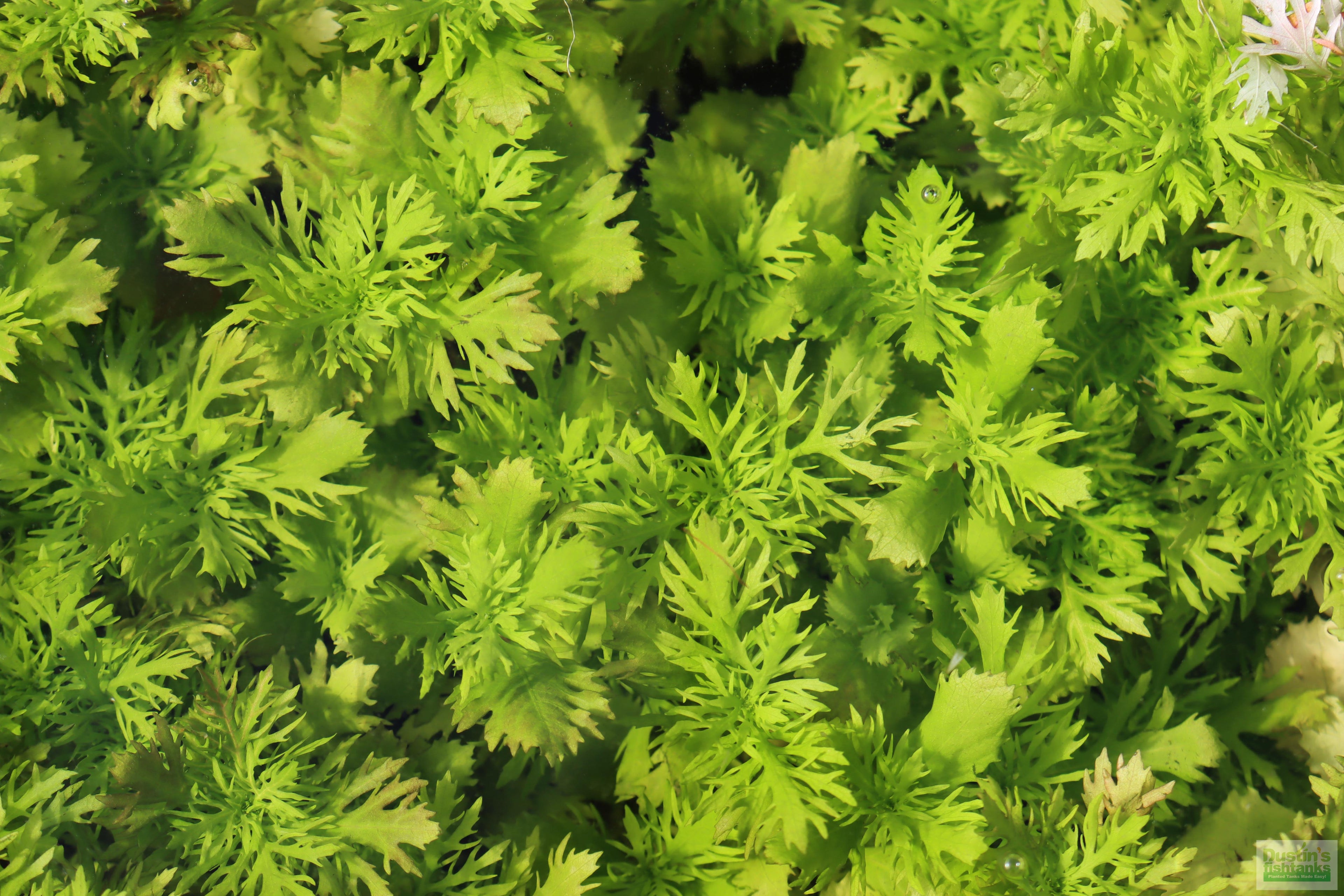 Water Wisteria The Hardiest Hygrophila_Hygrophila Difformis_Aquarium Plant_Aquarium Plants_Aquarium Plant For Sale
