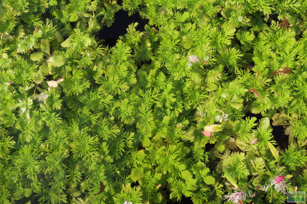 Water Wisteria The Hardiest Hygrophila_Hygrophila Difformis_Aquarium Plant_Aquarium Plants_Aquarium Plant For Sale