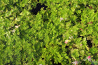 Water Wisteria The Hardiest Hygrophila_Hygrophila Difformis_Aquarium Plant_Aquarium Plants_Aquarium Plant For Sale