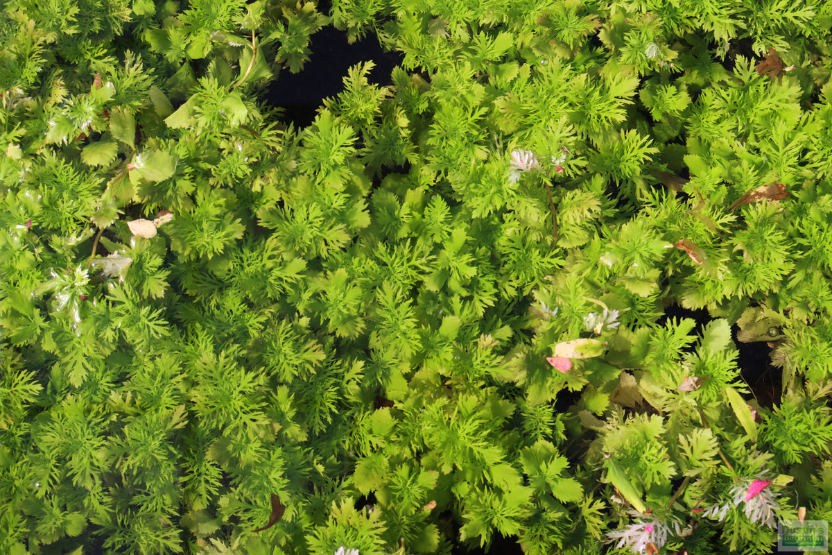Water Wisteria The Hardiest Hygrophila_Hygrophila Difformis_Aquarium Plant_Aquarium Plants_Aquarium Plant For Sale