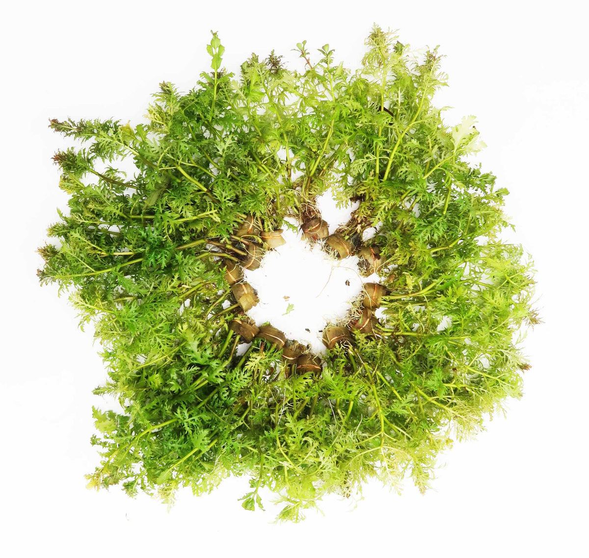 Water Wisteria The Hardiest Hygrophila_Hygrophila Difformis_Aquarium Plant_Aquarium Plants_Aquarium Plant For Sale