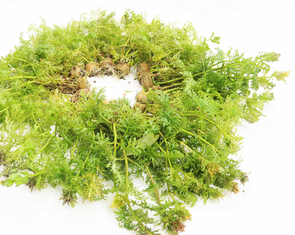 Water Wisteria The Hardiest Hygrophila_Hygrophila Difformis_Aquarium Plant_Aquarium Plants_Aquarium Plant For Sale