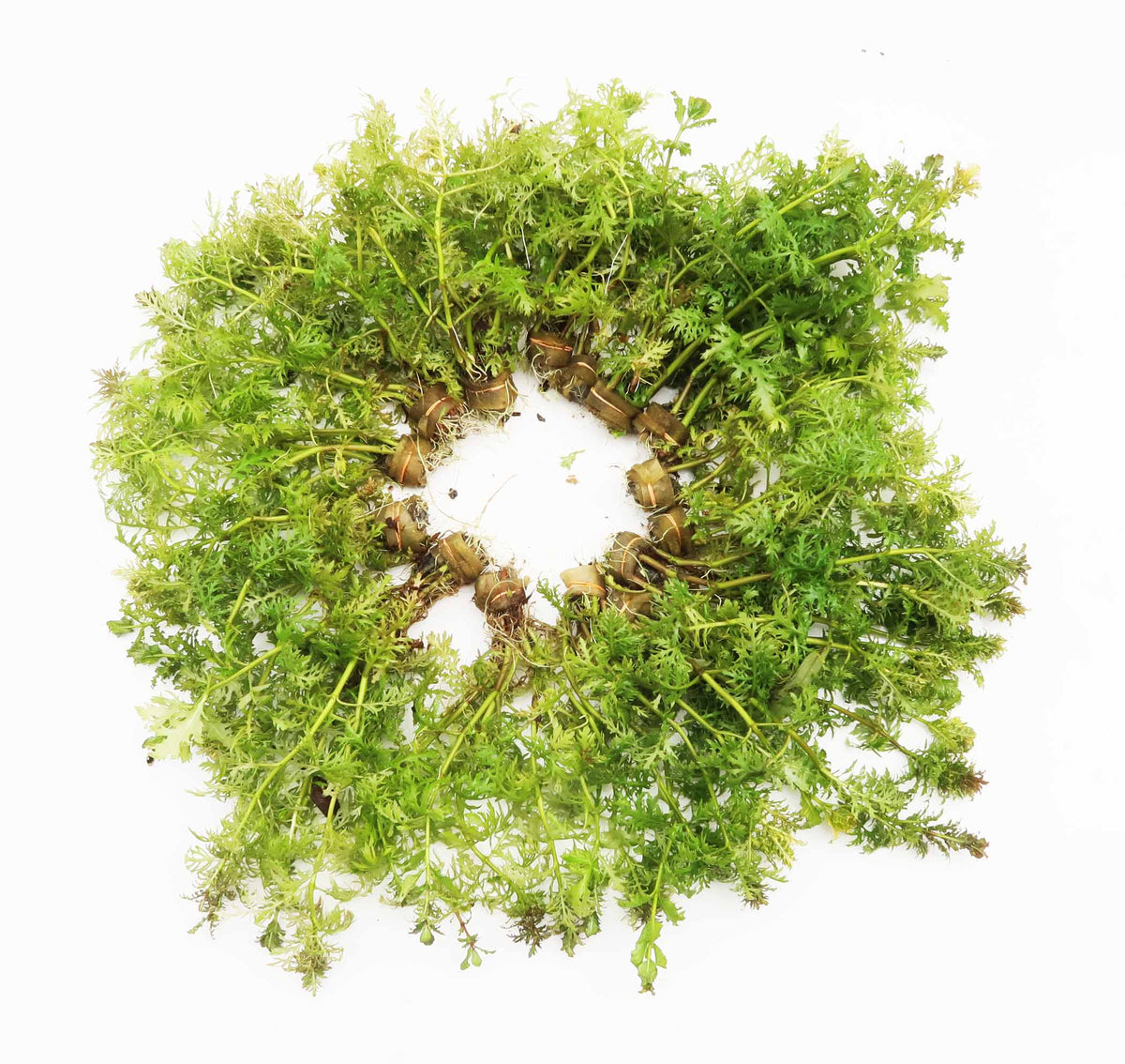 Water Wisteria The Hardiest Hygrophila_Hygrophila Difformis_Aquarium Plant_Aquarium Plants_Aquarium Plant For Sale