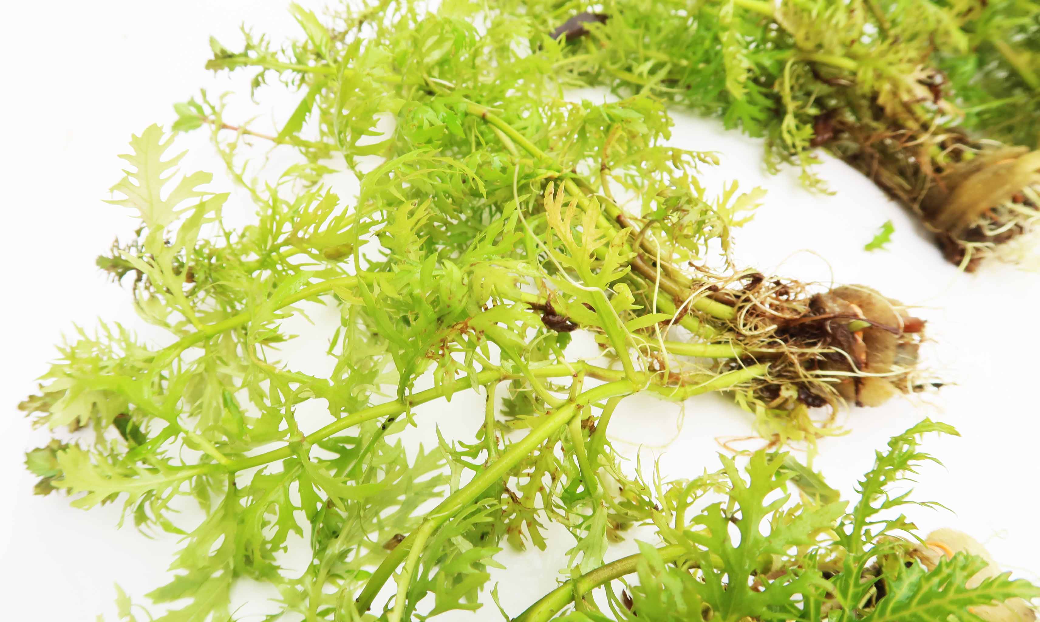 Water Wisteria The Hardiest Hygrophila_Hygrophila Difformis_Aquarium Plant_Aquarium Plants_Aquarium Plant For Sale