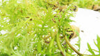 Water Wisteria The Hardiest Hygrophila_Hygrophila Difformis_Aquarium Plant_Aquarium Plants_Aquarium Plant For Sale