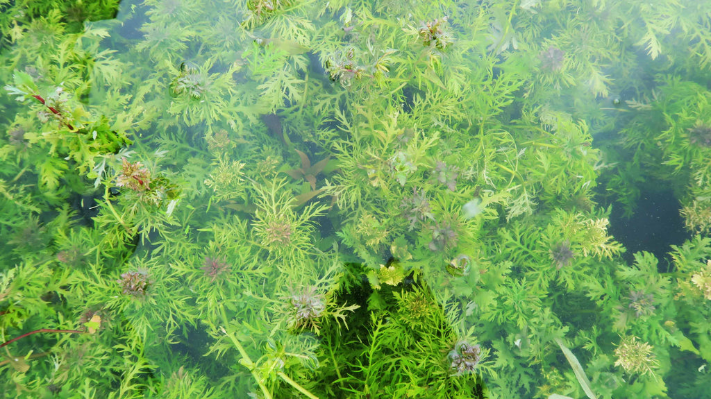 Water Wisteria The Hardiest Hygrophila_Hygrophila Difformis_Aquarium Plant_Aquarium Plants_Aquarium Plant For Sale