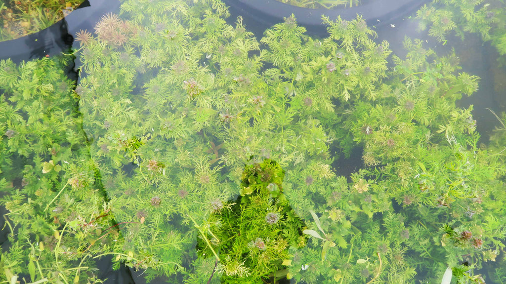 Water Wisteria The Hardiest Hygrophila_Hygrophila Difformis_Aquarium Plant_Aquarium Plants_Aquarium Plant For Sale
