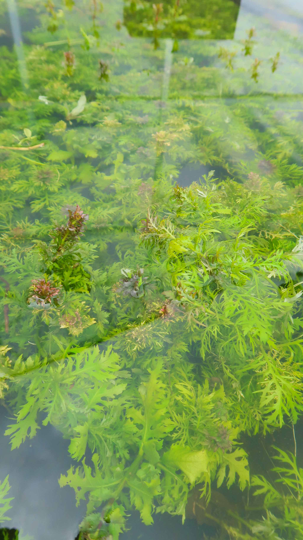 Water Wisteria The Hardiest Hygrophila_Hygrophila Difformis_Aquarium Plant_Aquarium Plants_Aquarium Plant For Sale