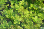 Water Wisteria The Hardiest Hygrophila_Hygrophila Difformis_Aquarium Plant_Aquarium Plants_Aquarium Plant For Sale