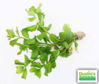Water Wisteria The Hardiest Hygrophila_Hygrophila Difformis_Aquarium Plant_Aquarium Plants_Aquarium Plant For Sale