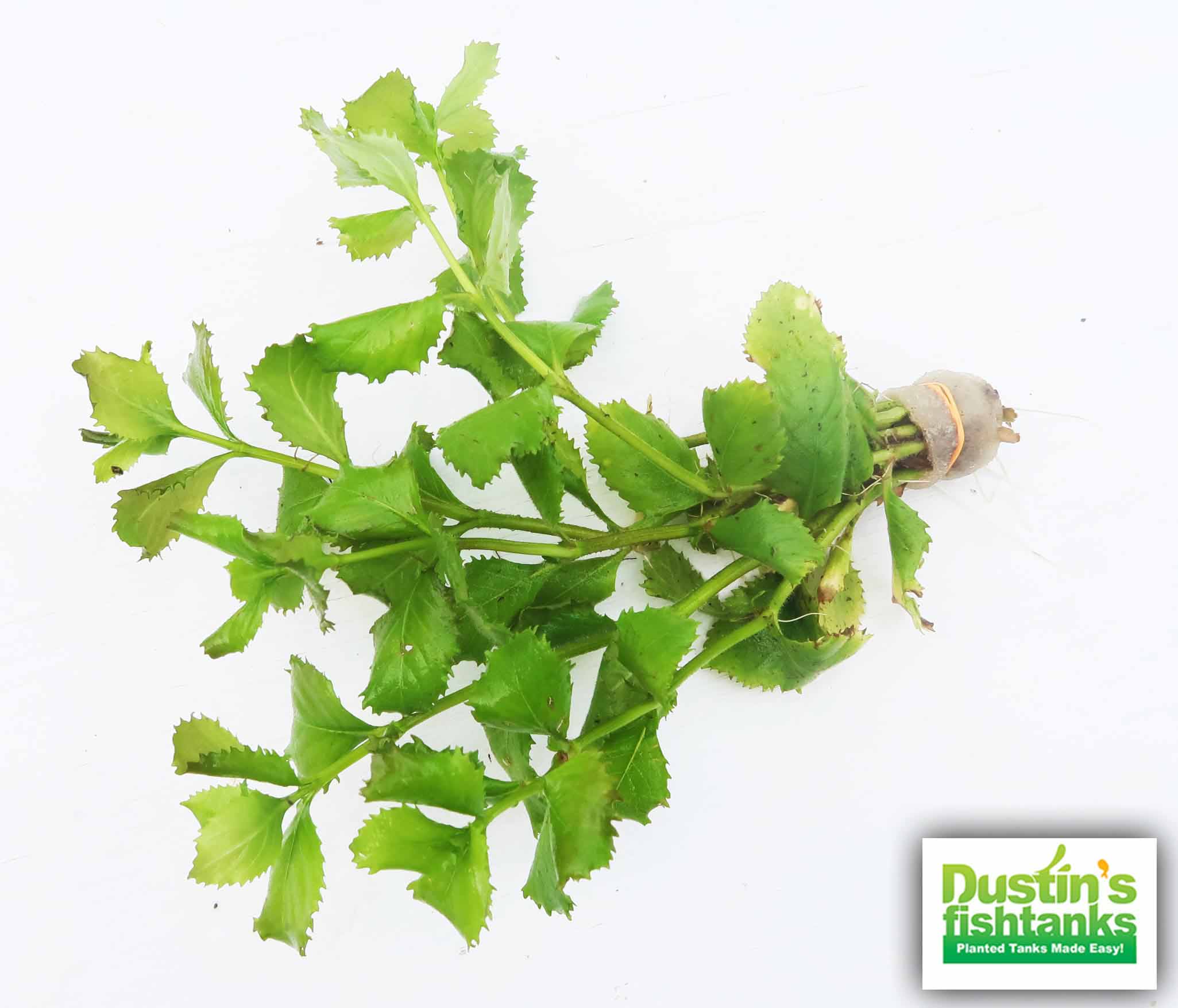 Water Wisteria The Hardiest Hygrophila_Hygrophila Difformis_Aquarium Plant_Aquarium Plants_Aquarium Plant For Sale