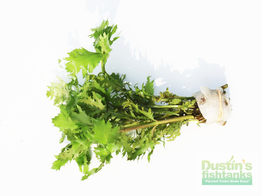 Water Wisteria The Hardiest Hygrophila_Hygrophila Difformis_Aquarium Plant_Aquarium Plants_Aquarium Plant For Sale