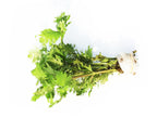 Live Water Wisteria Aquarium Plant, Regular