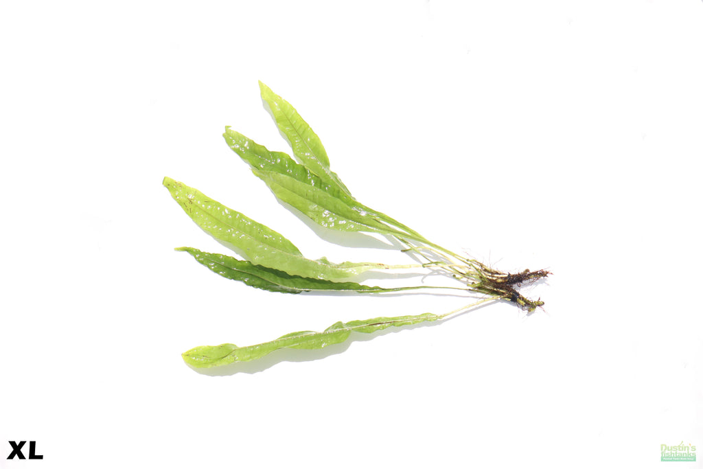Java Fern XL_Extra Large_Huge_Aquarium Plant For Sale