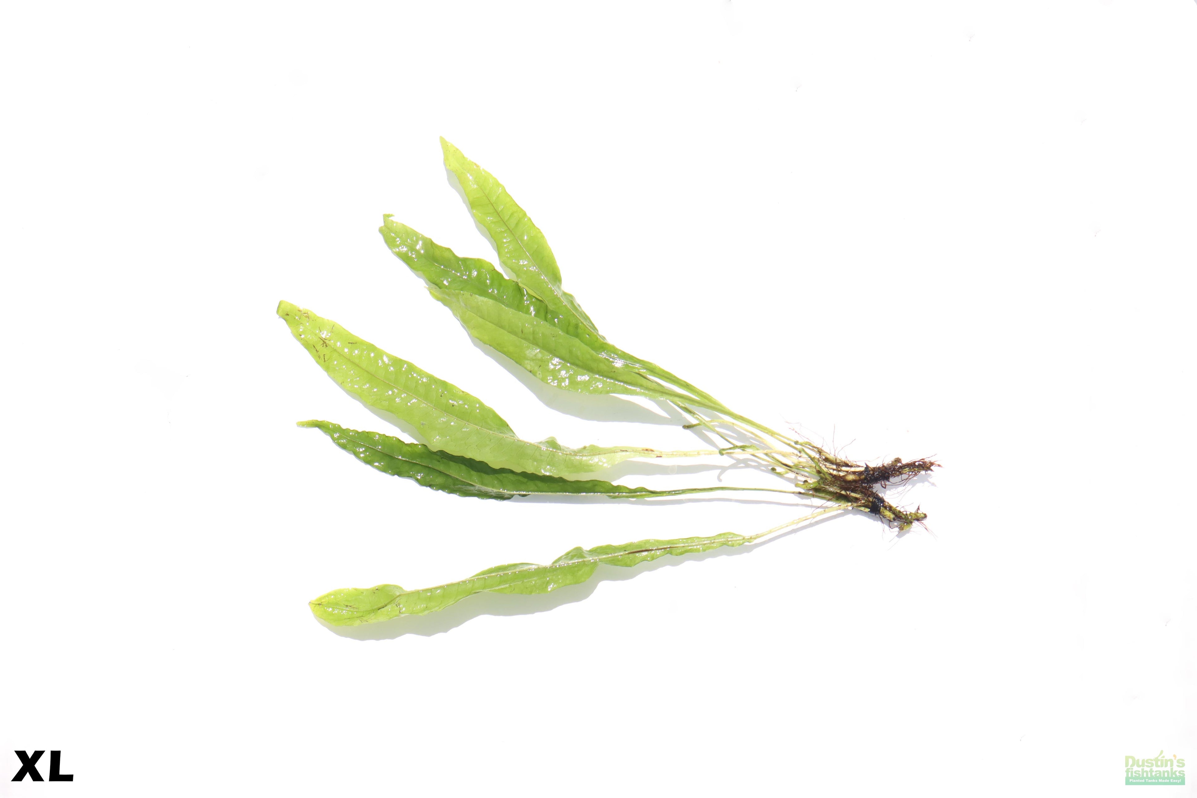 Java Fern XL_Extra Large_Huge_Aquarium Plant For Sale