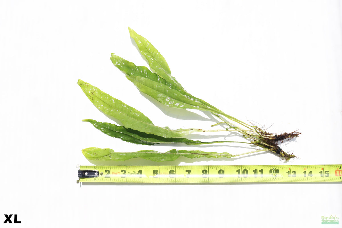 Java Fern XL_Extra Large_Huge_Aquarium Plant For Sale