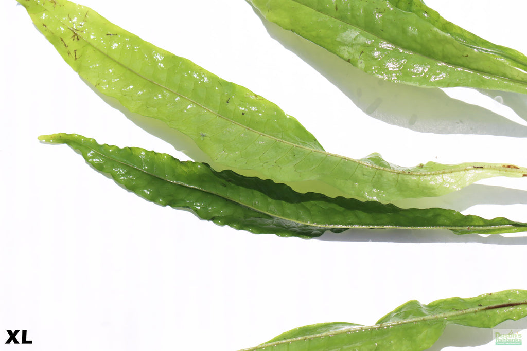 Java Fern XL_Extra Large_Huge_Aquarium Plant For Sale