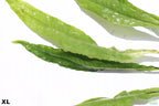 Java Fern XL_Extra Large_Huge_Aquarium Plant For Sale