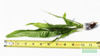Live Java Fern Aquarium Plant product image 5