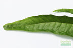 Live Java Fern Aquarium Plant product image 6