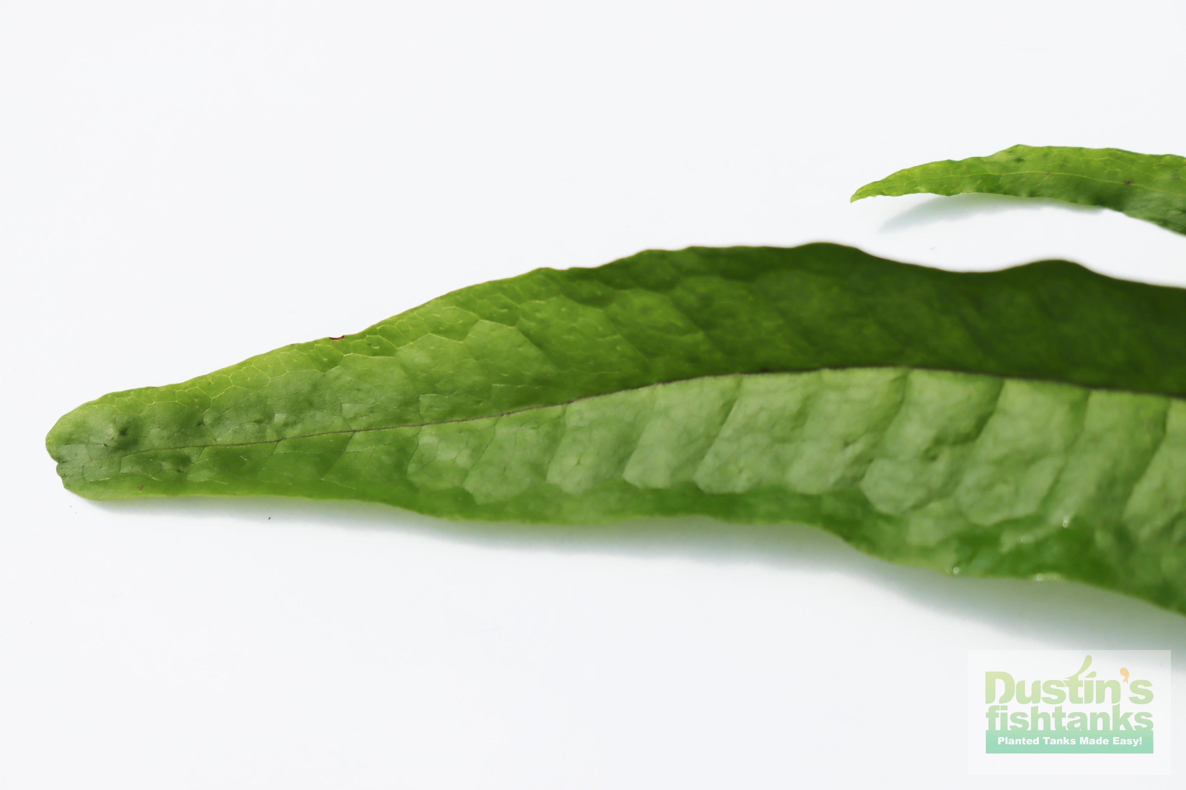 Live Java Fern Aquarium Plant product image 6