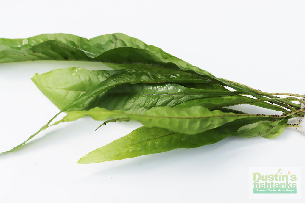 Live Java Fern Aquarium Plant product image 7