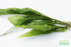 Live Java Fern Aquarium Plant product image 7