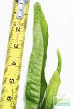 Live Java Fern Aquarium Plant product image 8