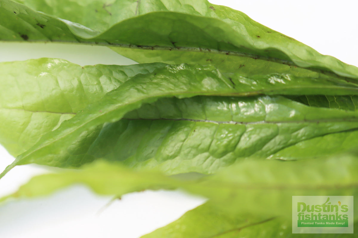 Live Java Fern Aquarium Plant product image 9