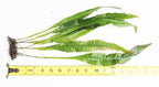 Live Java Fern Aquarium Plant product image 10