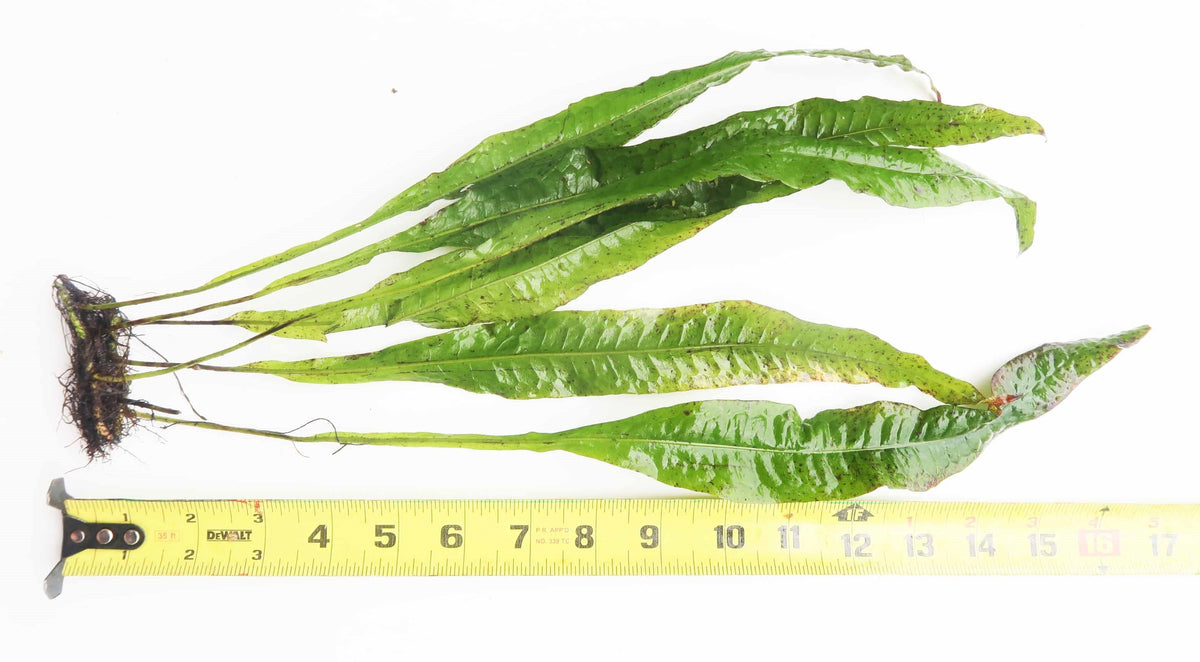 Live Java Fern Aquarium Plant product image 10