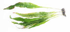 Live Java Fern Aquarium Plant product image 11