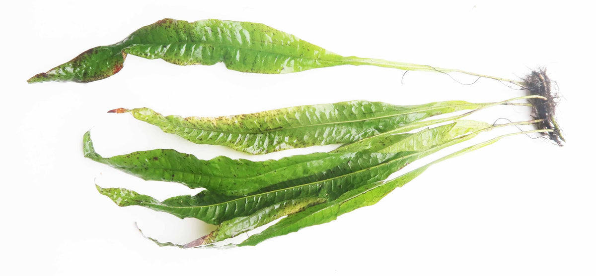 Live Java Fern Aquarium Plant product image 11