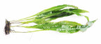 Live Java Fern Aquarium Plant product image 12