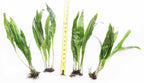 Live Java Fern Aquarium Plant product image 13
