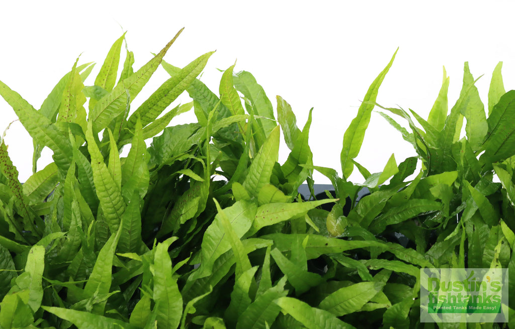 Live Java Fern Aquarium Plant product image 14