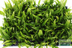Live Java Fern Aquarium Plant product image 15