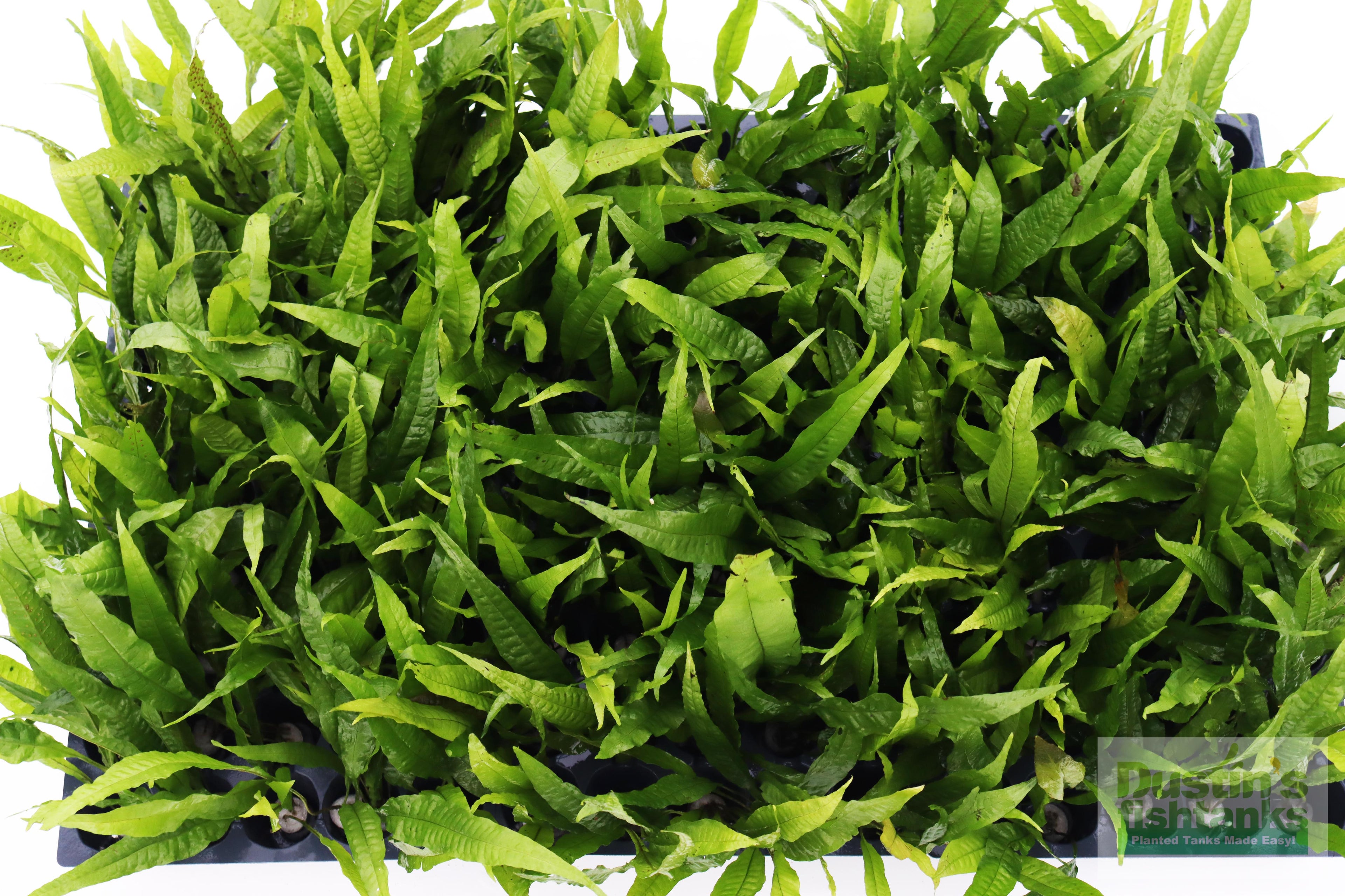 Live Java Fern Aquarium Plant product image 15