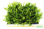 Live Java Fern Aquarium Plant product image 16
