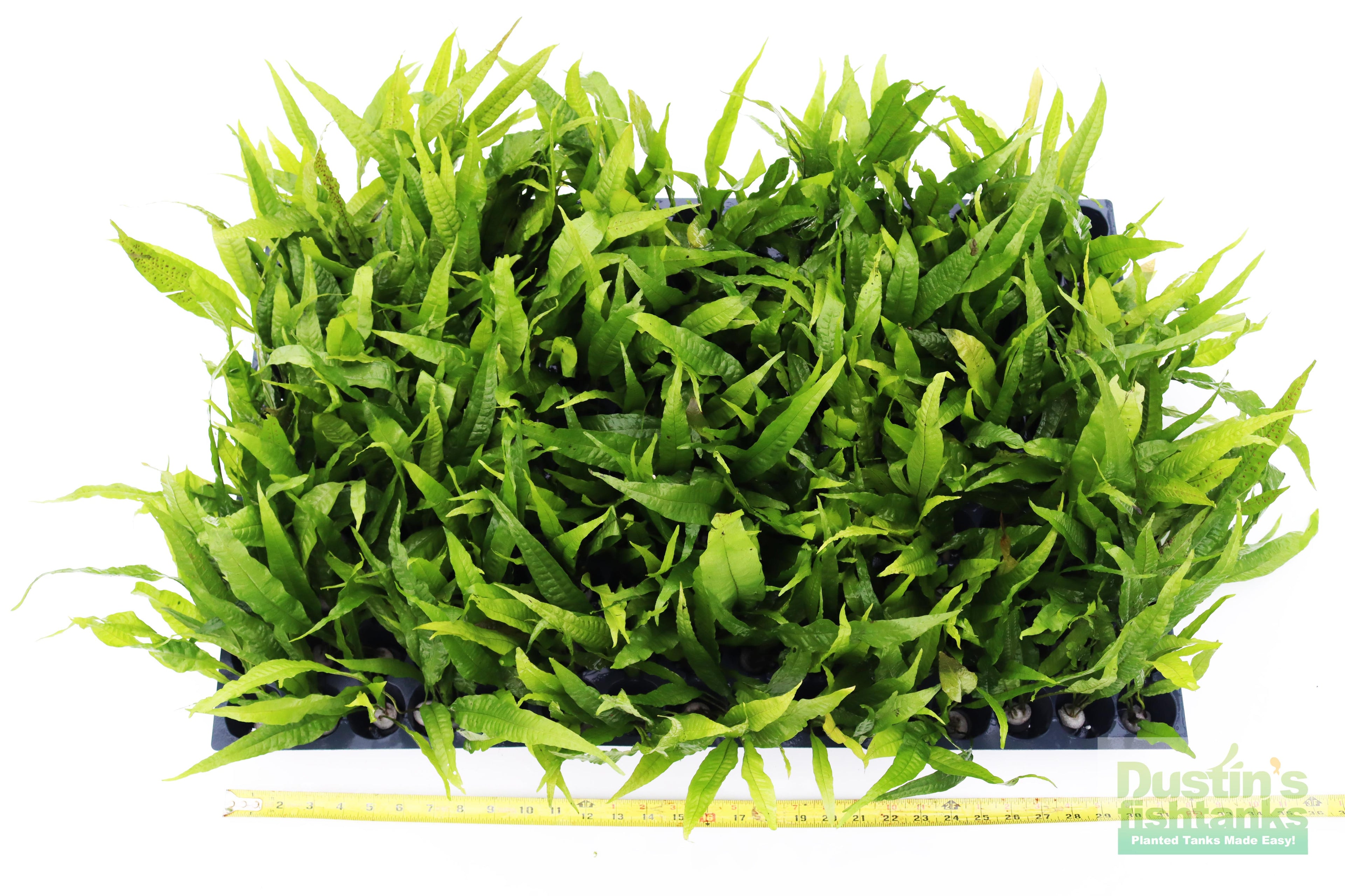 Live Java Fern Aquarium Plant product image 16
