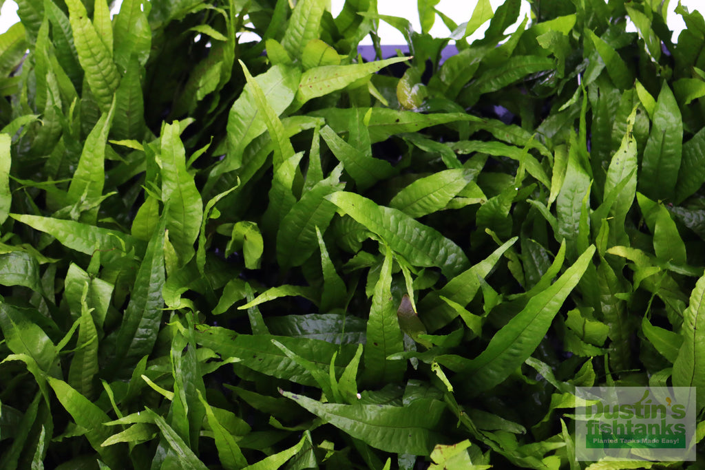 Live Java Fern Aquarium Plant product image 17