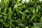 Live Java Fern Aquarium Plant product image 17